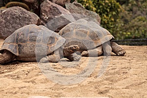 Sierra Negra Tortoise Chelonoidis nigra guntheri