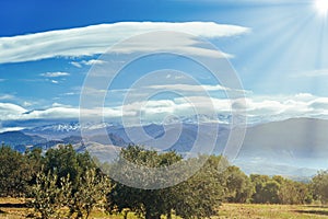 Sierra Nevada as seen from the olive groves in the Llano de la Perdiz in Granada photo