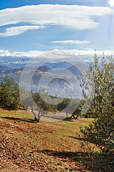 Sierra Nevada as seen from the olive groves in the Llano de la Perdiz in Granada photo