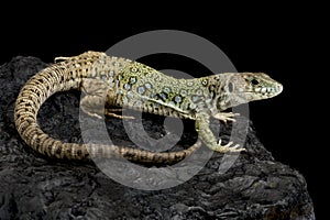 Sierra Nevada lizard (Timon nevadensis) female photo