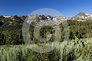 Sierra Nevada Mountains and Green Meadow