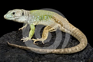 Sierra Nevada Occelated lizard (Timon nevadensis) male