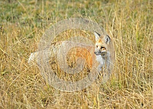 sierra nevada red fox in grass, yellowstone national park, montana, united states