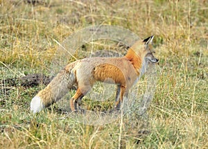 sierra nevada red fox in grass, yellowstone national park, montana, united states