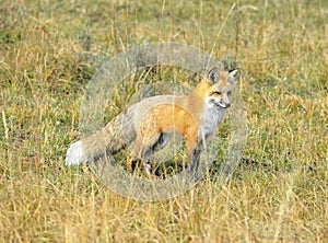 sierra nevada red fox in grass, yellowstone national park, montana, united states