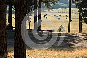 Sierra Valley ranch pasture land