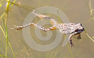 Sierran Treefrog floating in a pond photo