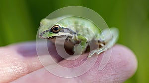Sierran Treefrog perching on human\'s hand. photo