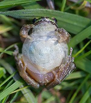 Sierran Treefrog Playing Dead as a Defense Mechanism. photo