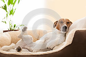 Siesta dog photo