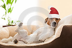 Siesta dog at christmas holidays photo