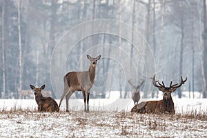 Siesta.Small Herd Of Noble Reindeer Red Deer,Cervus Elaphus,Cervidae Resting On A Hillock At Background Of Foggy Winter Forest