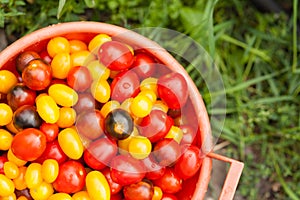 Sieve with cherry tomatoes against the background of green grass in an garden