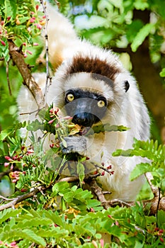 Sifaka Lemur eating flowers on tree