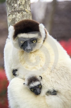 Sifaka lemur, Madagascar