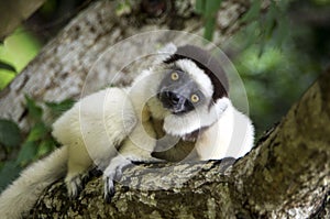 Sifaka lemur, Madagascar photo