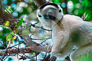 Sifaka lemur (Propithecus verreauxi), Madagascar nature