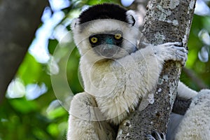 Sifaka lemur (Propithecus verreauxi), Madagascar nature