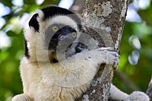 Sifaka lemur (Propithecus verreauxi), Madagascar nature