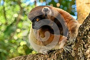 Sifaka lemur (Propithecus verreauxi), Madagascar nature