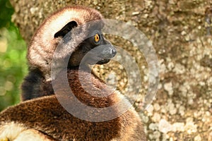 Sifaka lemur (Propithecus verreauxi), Madagascar nature