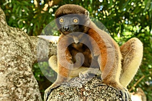 Sifaka lemur (Propithecus verreauxi), Madagascar nature