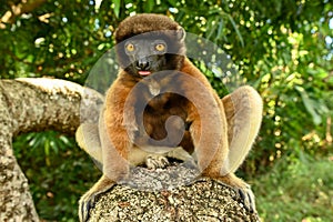 Sifaka lemur (Propithecus verreauxi), Madagascar nature