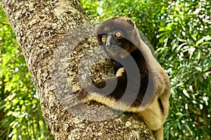 Sifaka lemur (Propithecus verreauxi), Madagascar nature