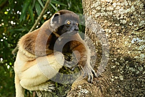 Sifaka lemur (Propithecus verreauxi), Madagascar nature