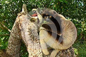 Sifaka lemur (Propithecus verreauxi), Madagascar nature