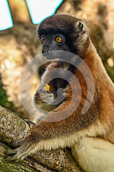 Sifaka lemur (Propithecus verreauxi), Portrait, Madagascar nature