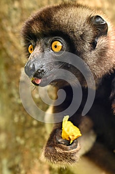 Sifaka lemur (Propithecus verreauxi), Portrait, Madagascar nature