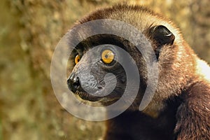 Sifaka lemur (Propithecus verreauxi), Portrait, Madagascar nature