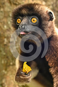 Sifaka lemur (Propithecus verreauxi), Portrait, Madagascar nature