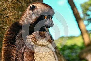 Sifaka lemur (Propithecus verreauxi), Portrait, Madagascar nature