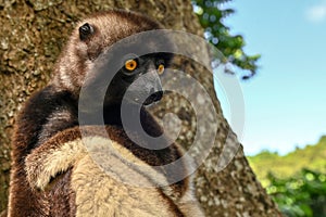 Sifaka lemur (Propithecus verreauxi), Portrait, Madagascar nature