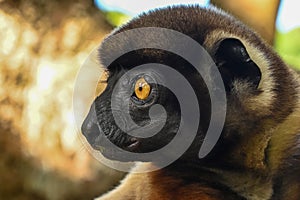 Sifaka lemur (Propithecus verreauxi), Portrait, Madagascar nature