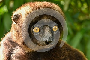 Sifaka lemur (Propithecus verreauxi), Portrait, Madagascar nature