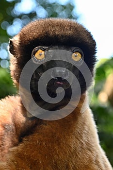 Sifaka lemur (Propithecus verreauxi), Portrait, Madagascar nature