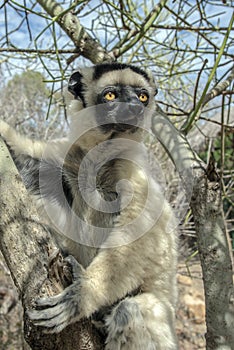 Sifaka lemur, Silky sifaka Propithecus candidus, Madagascar photo