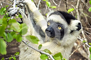 Sifaka lemur, Silky sifaka Propithecus candidus, Madagascar photo