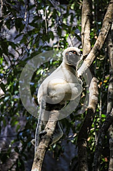 Sifaka Lemur, Tsingy de Bemaraha Strict Nature Reserve, Melaky, Bekopaka, Madagascar
