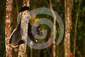 Sifaka on the tree, sunny day. Largest living lemur. Wildlife Madagascar, babakoto, Indri indri, monkey wide angle lens with photo