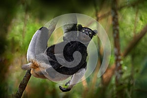 Sifaka with young babe on the tree, sunny evening. Monkey with yellow eye. Nature forest tree habitat. Wildlife Madagascar, indri