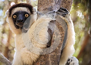 Portrait of a Sifaka Lemur resting on a tree, Kirindy Forest, Menabe, Madagascar