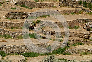 Sifnos