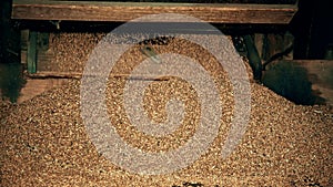 Sifted grain falling from old wooden sifting machine. Closeup