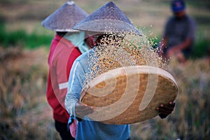 Sifting rice