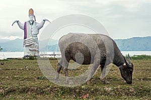 Sigale-gale and dirty buffalo in Lake Toba.