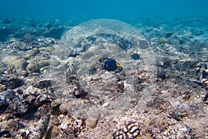 Siganidae and Yellowtail tang are on the seabed